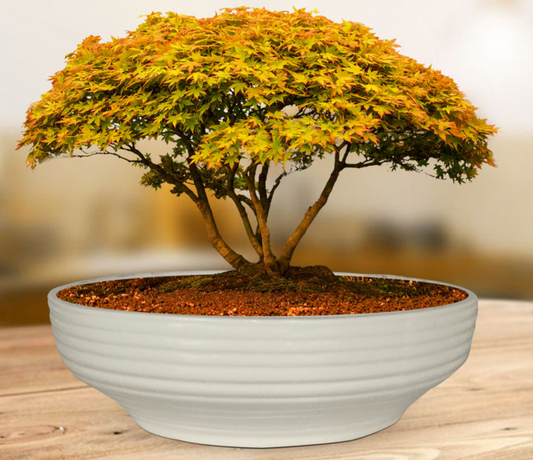 Horizon Bowl Pot