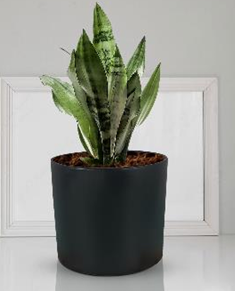 4 inch pot