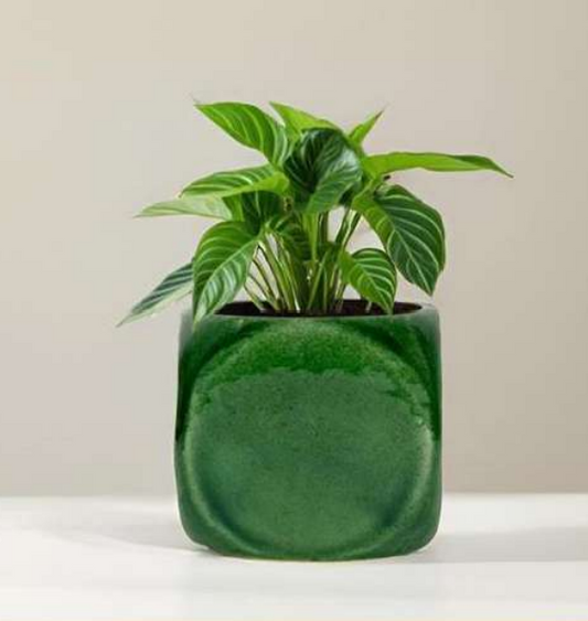 3.5 inch Glossy pot
