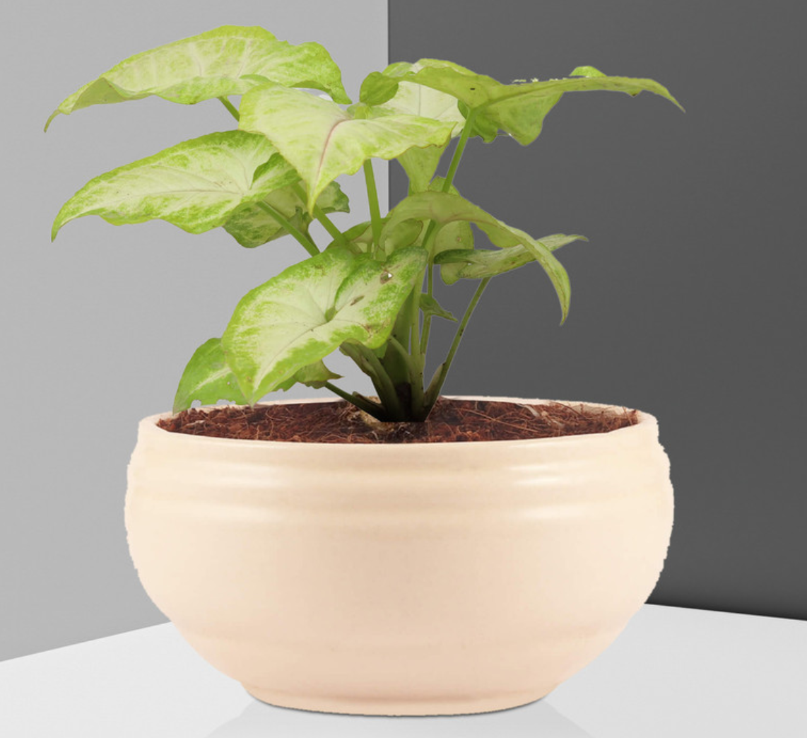 Bowl
