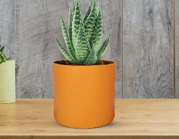 4 inch pot