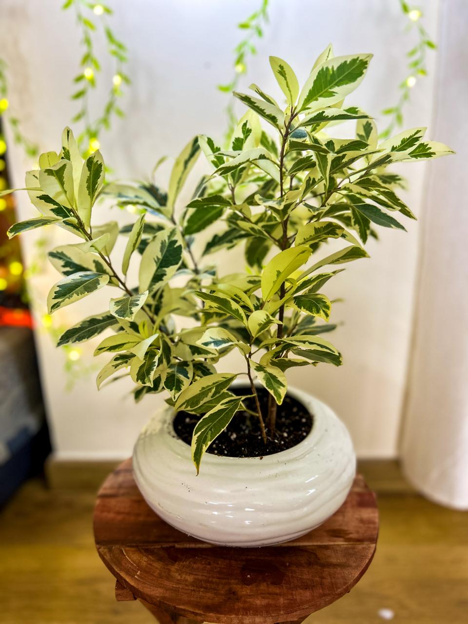 Vibrant Variegation