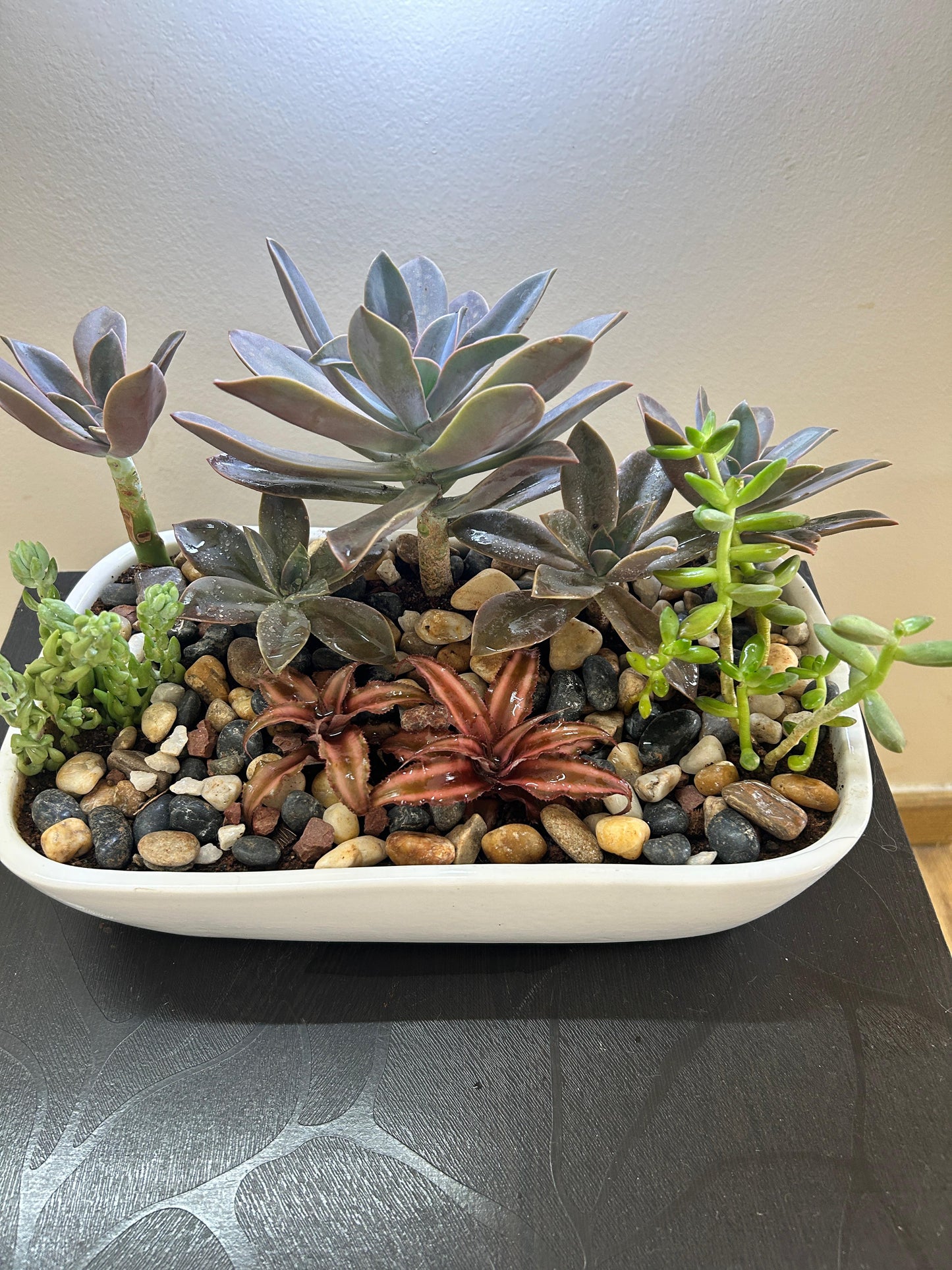Succulent Basket