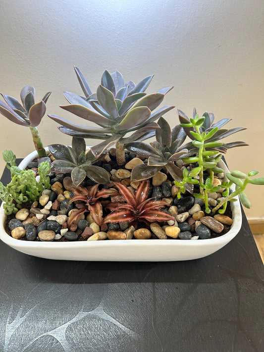 Succulent Basket