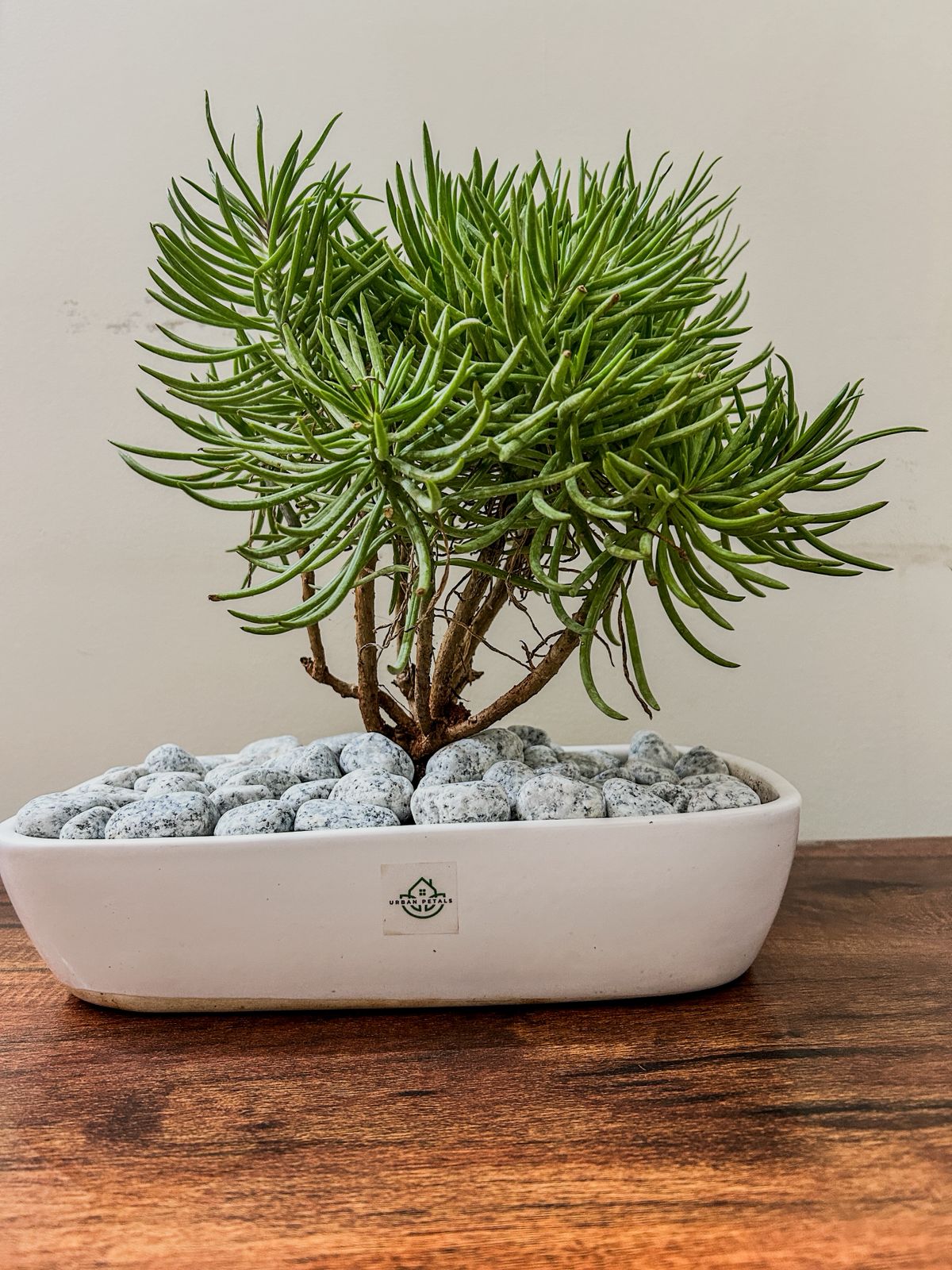 Green Chalkstick Planter