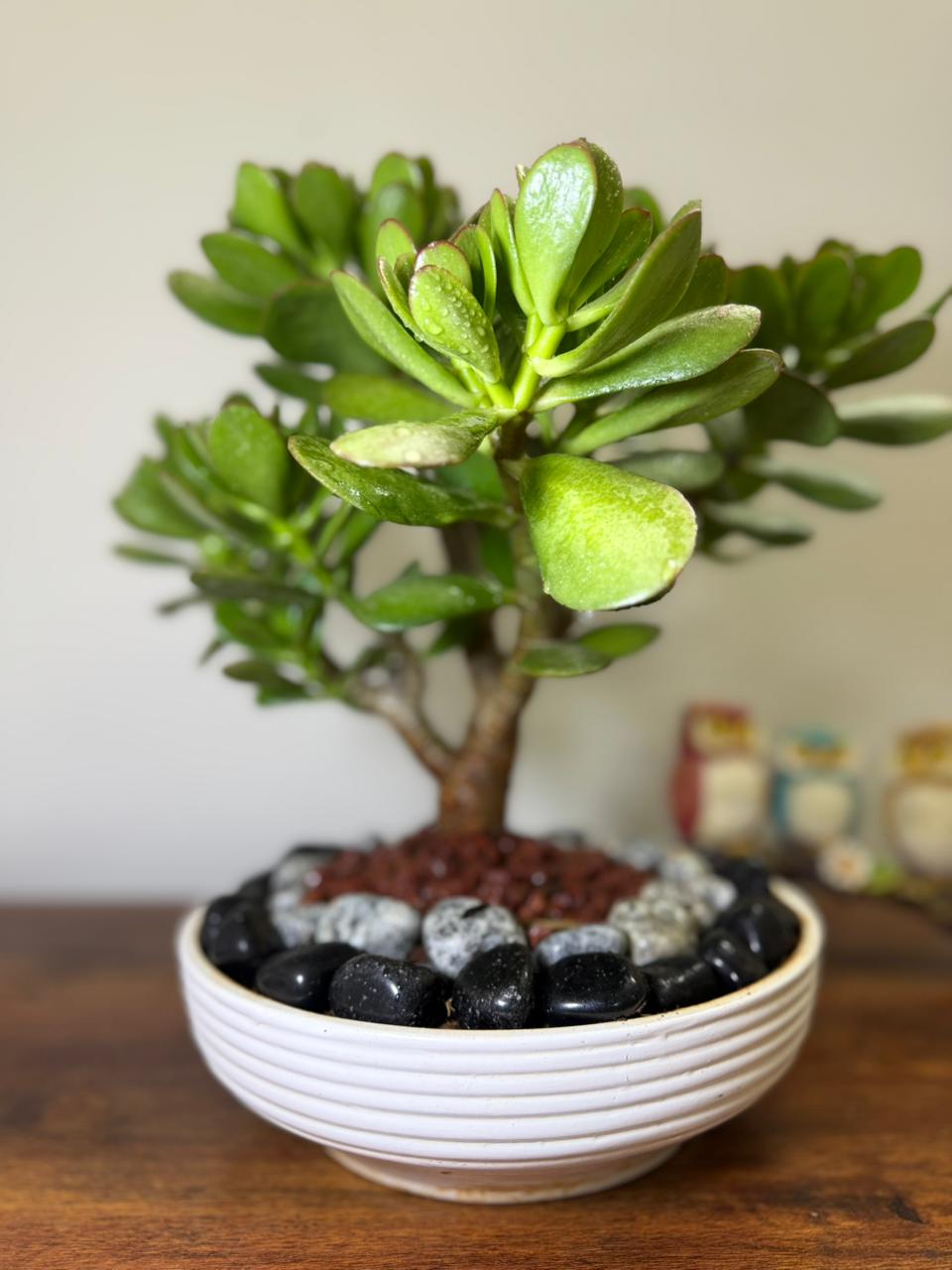 Crassula Ovata