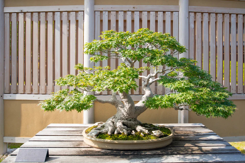 Bonsai and Outdoor Plants