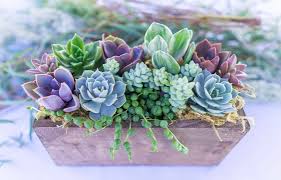 Tray Garden