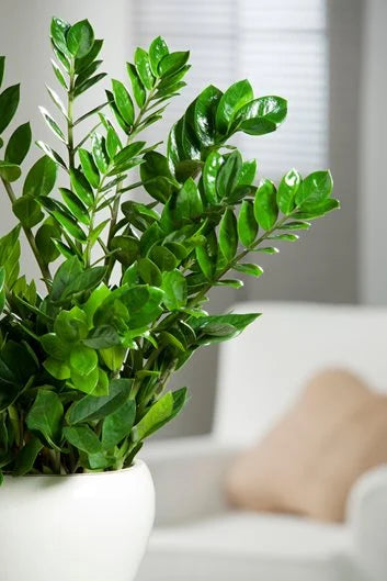 Indoor plants