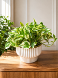 Showstealer pothos