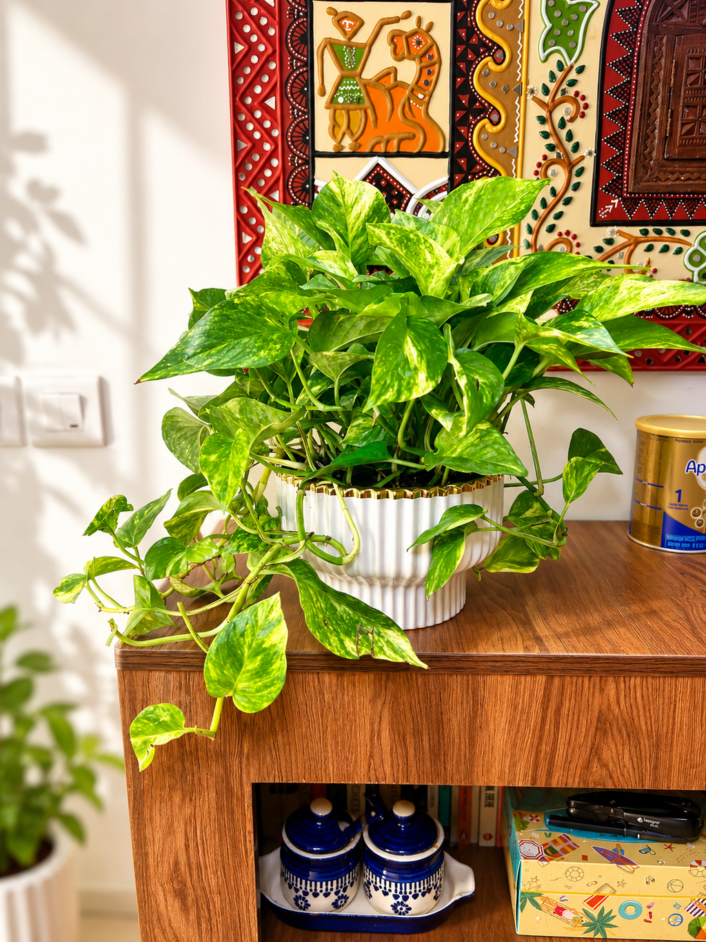 Showstealer pothos
