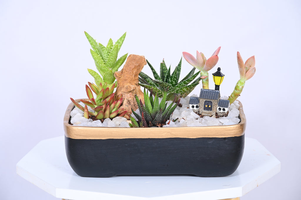 Moonlit Succulent Hamlet