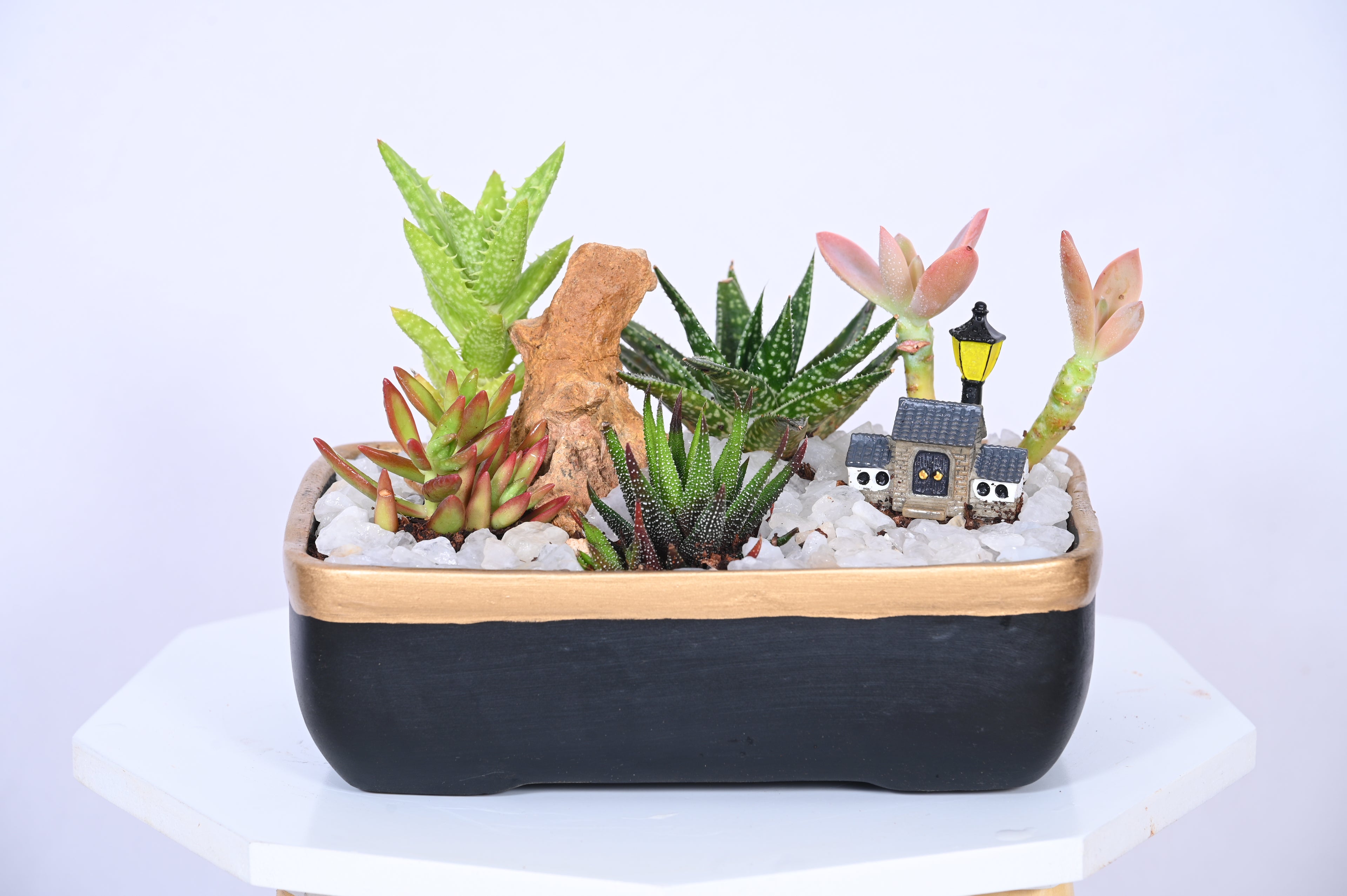 Moonlit Succulent Hamlet