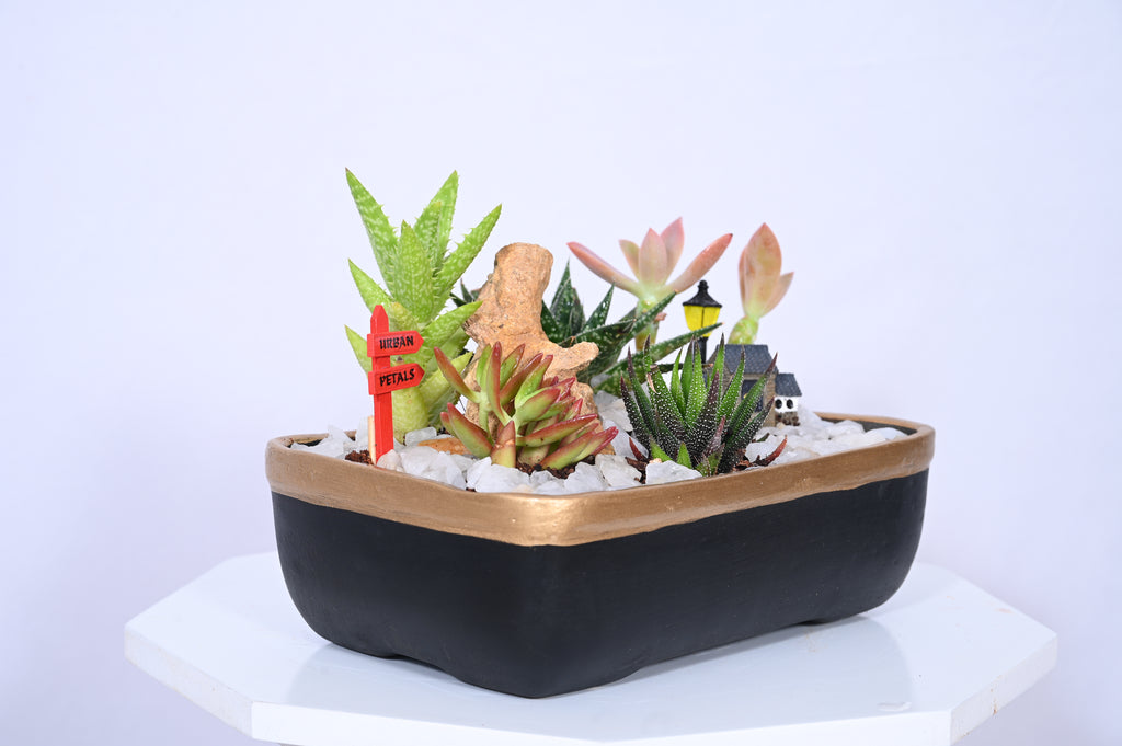 Moonlit Succulent Hamlet
