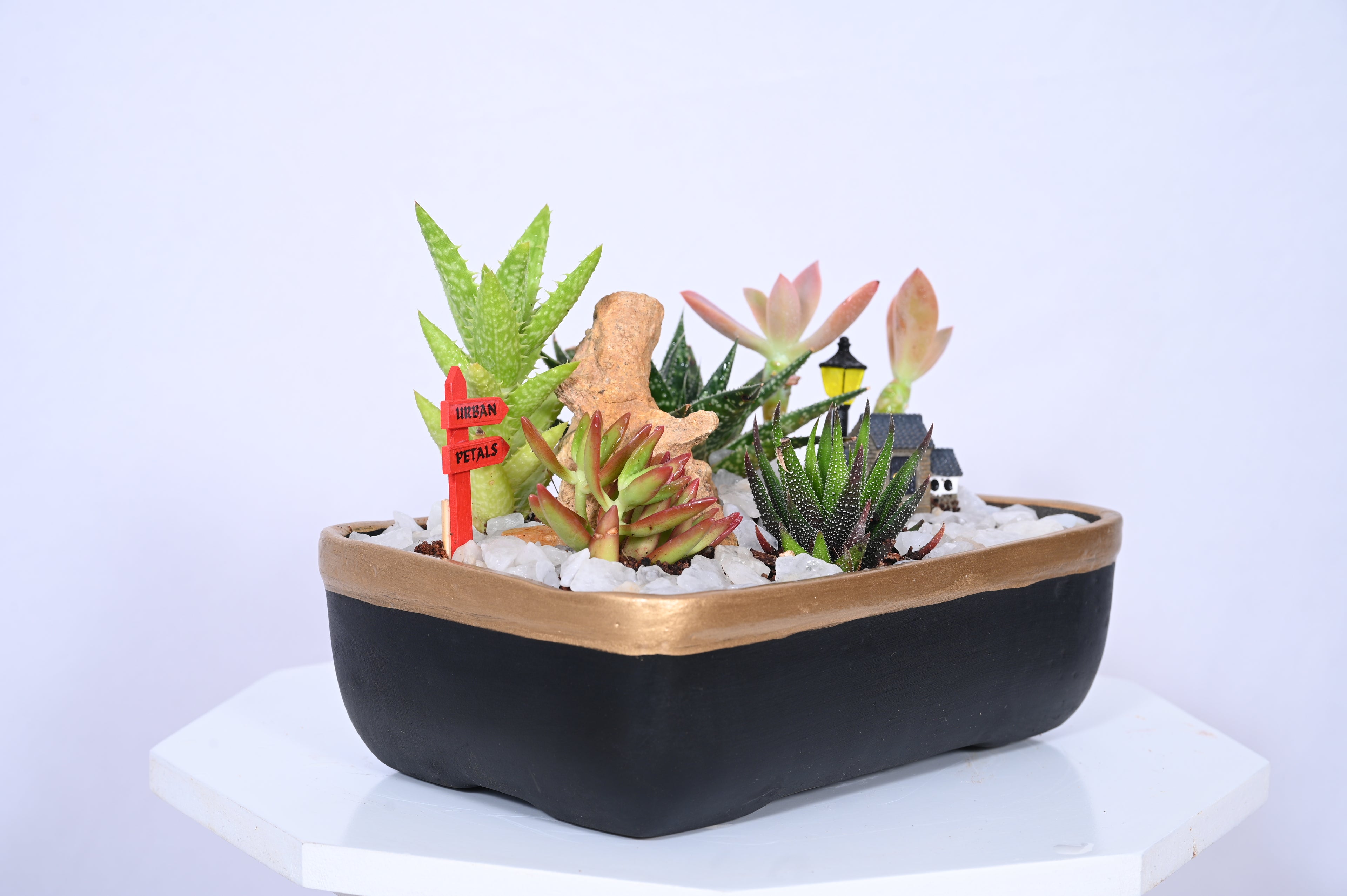 Moonlit Succulent Hamlet