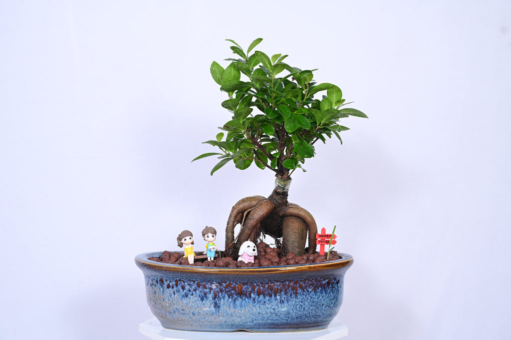 Roots of Wonder