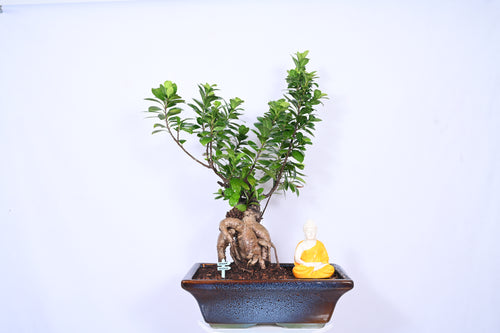 Adult Ginseng Ficus Bonsai