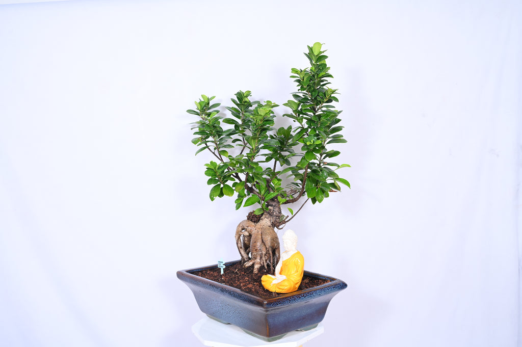 Adult Ginseng Ficus Bonsai