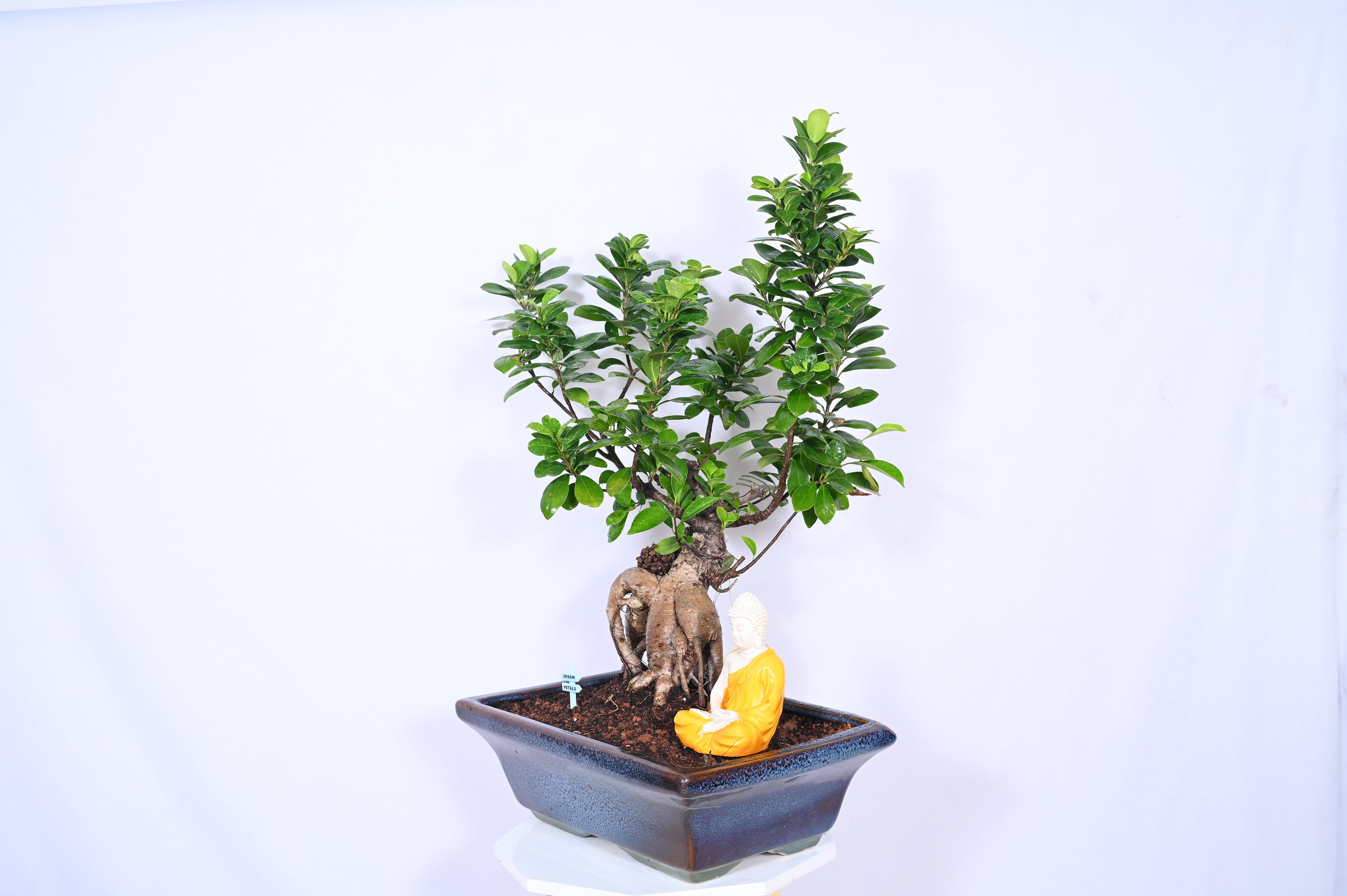 Adult Ginseng Ficus Bonsai