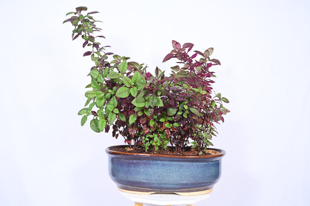 Foliage Garden