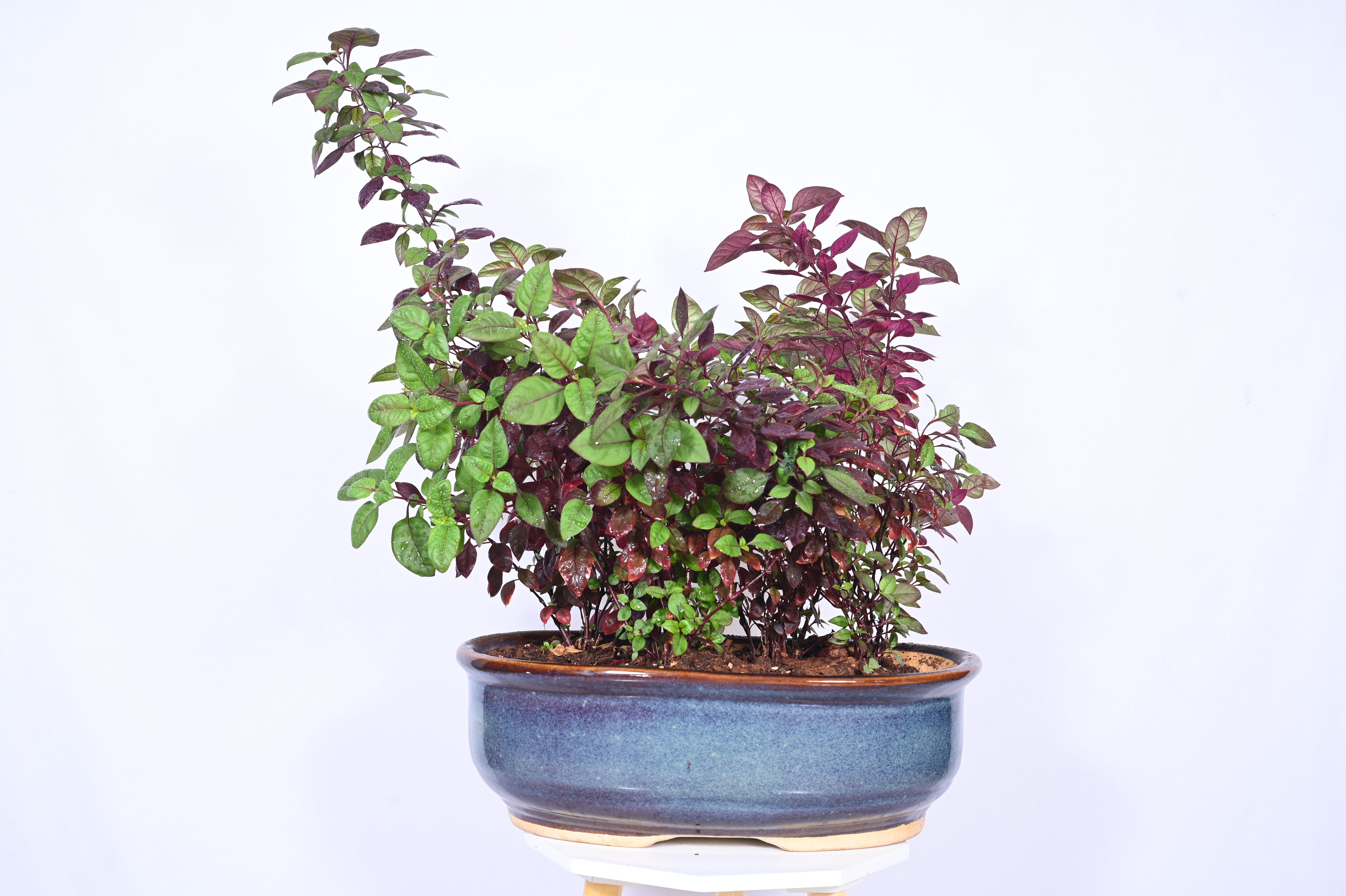 Foliage Garden