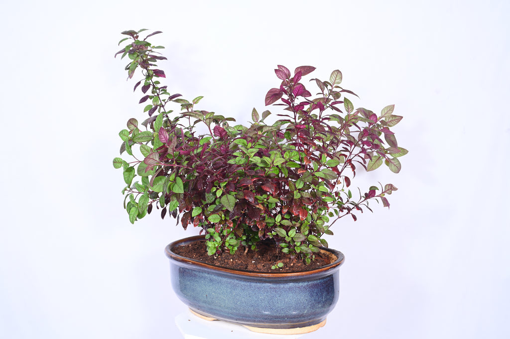 Foliage Garden
