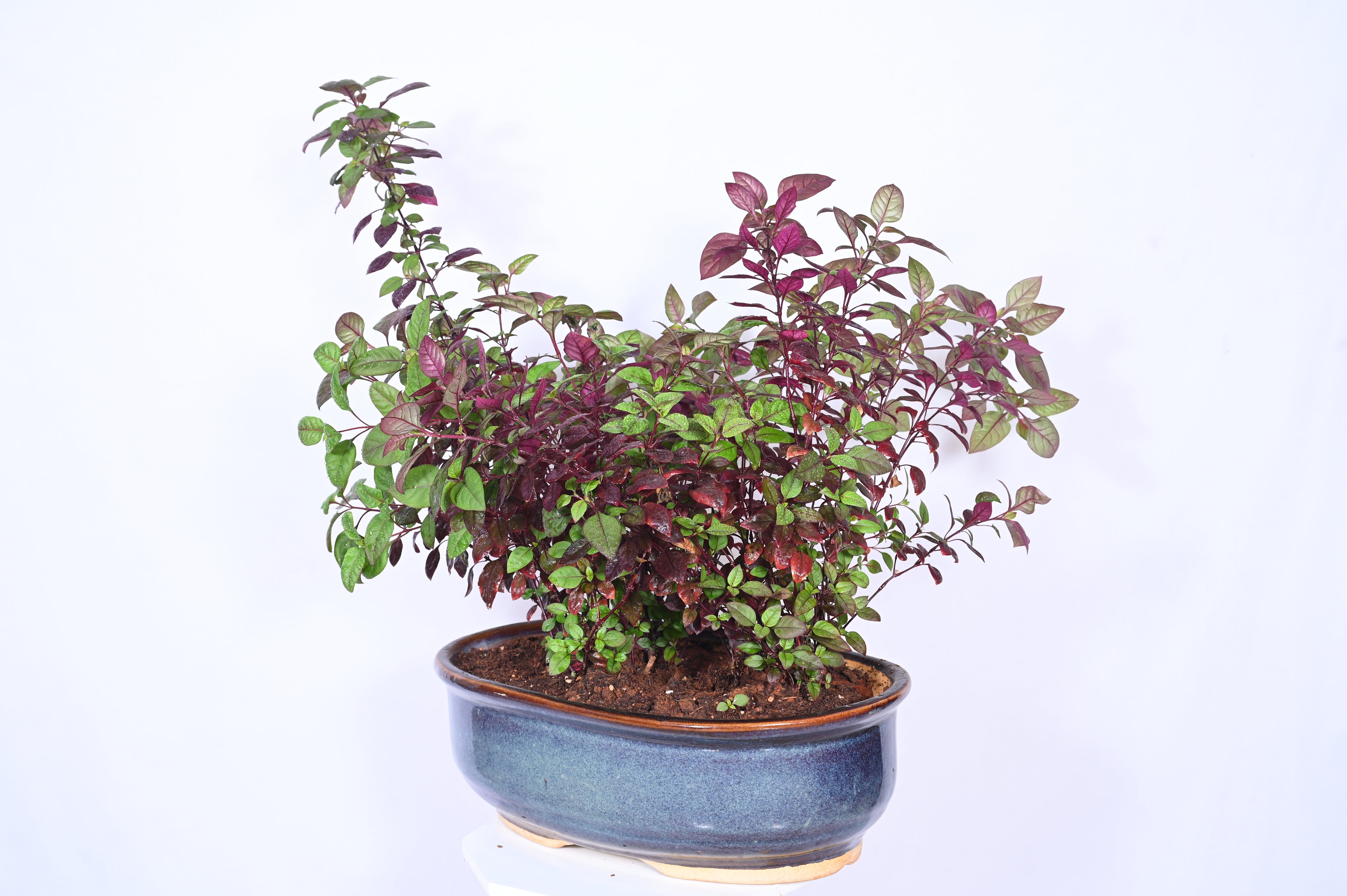Foliage Garden