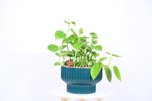 Cascaded Pepperomia