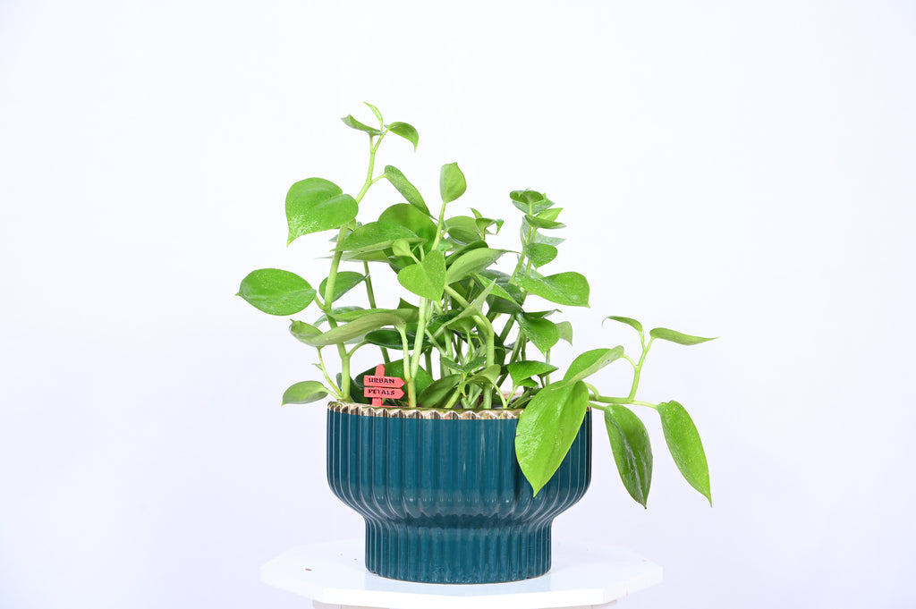 Cascaded Pepperomia