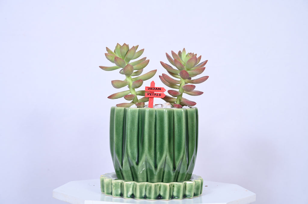 Verdant Duo