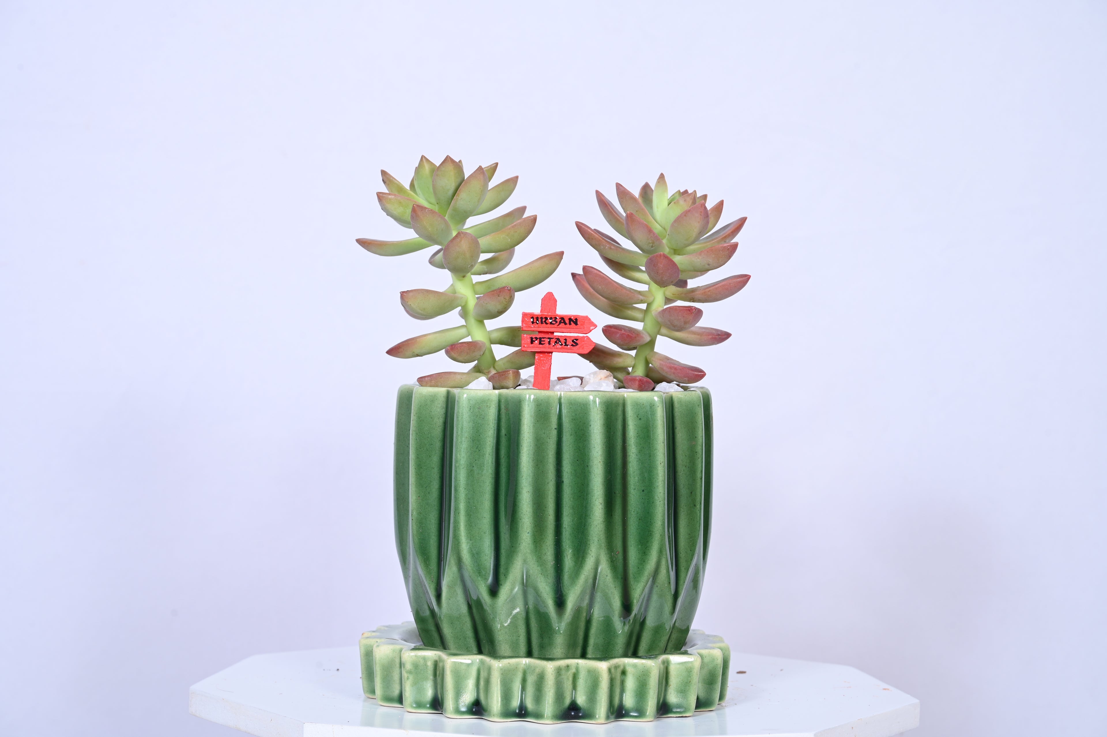 Verdant Duo