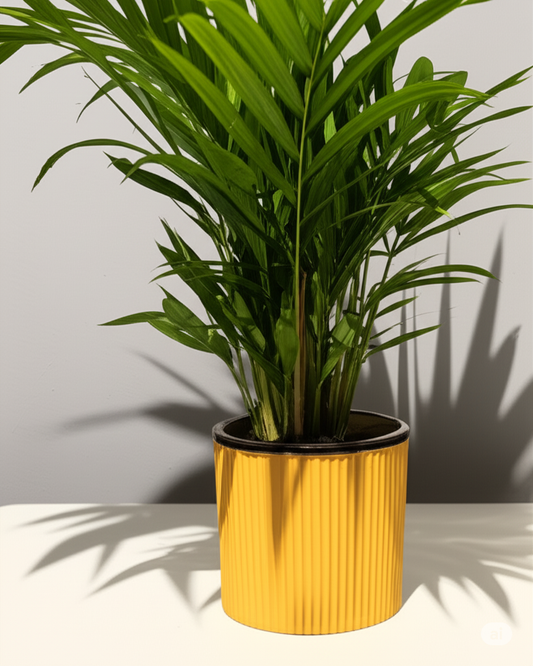 Sunlit Jungle