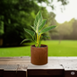 Philodendron Birkin