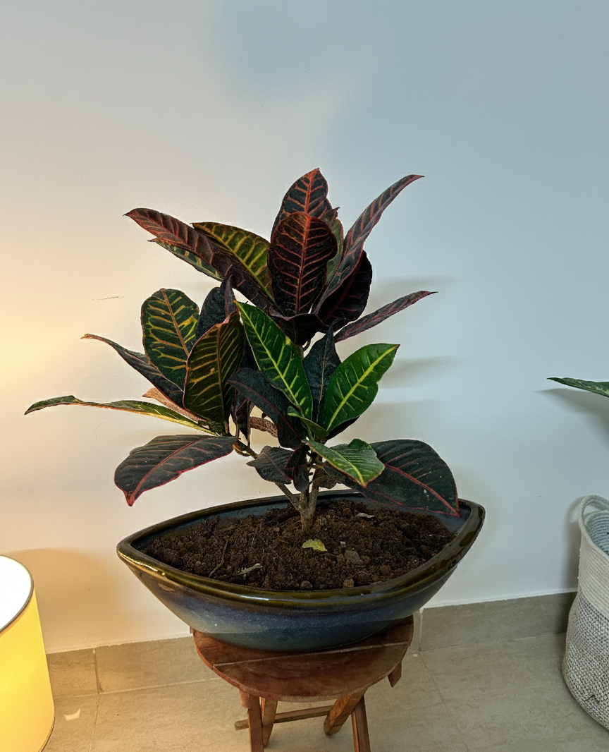 Croton proton