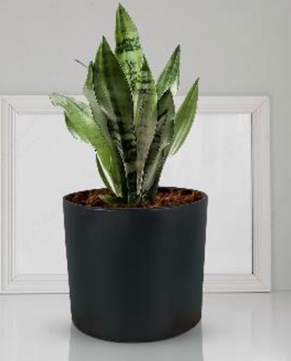 4 inch pot