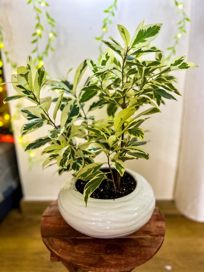 Vibrant Variegation