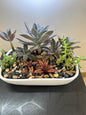 Succulent Basket