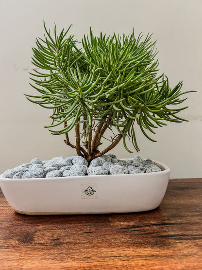 Green Chalkstick Planter