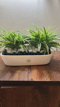 Dual Delight Spider Planter