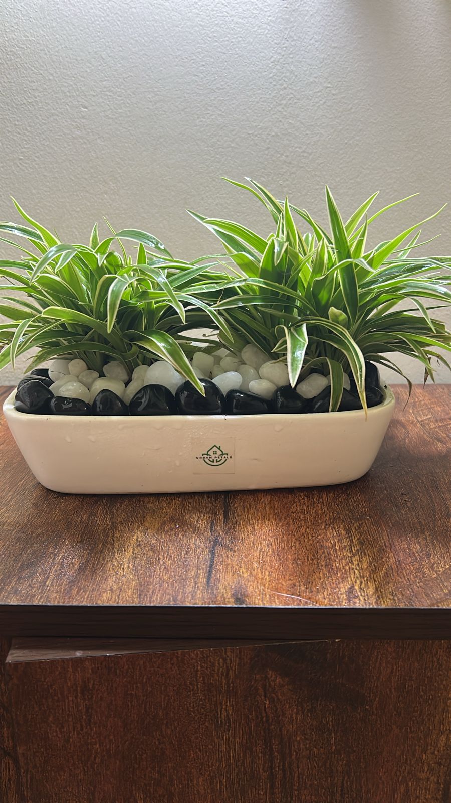 Dual Delight Spider Planter