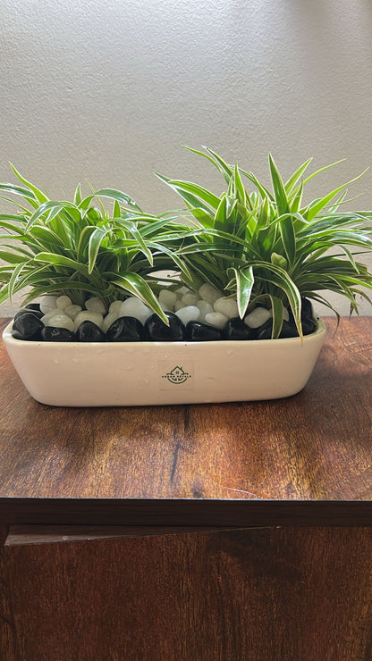 Dual Delight Spider Planter