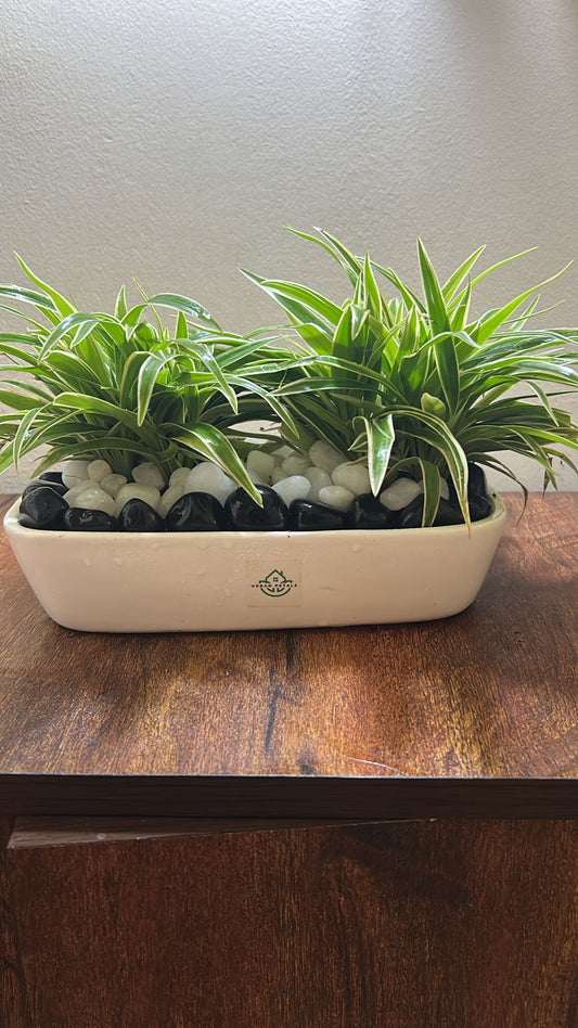 Dual Delight Spider Planter