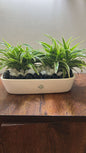 Dual Delight Spider Planter