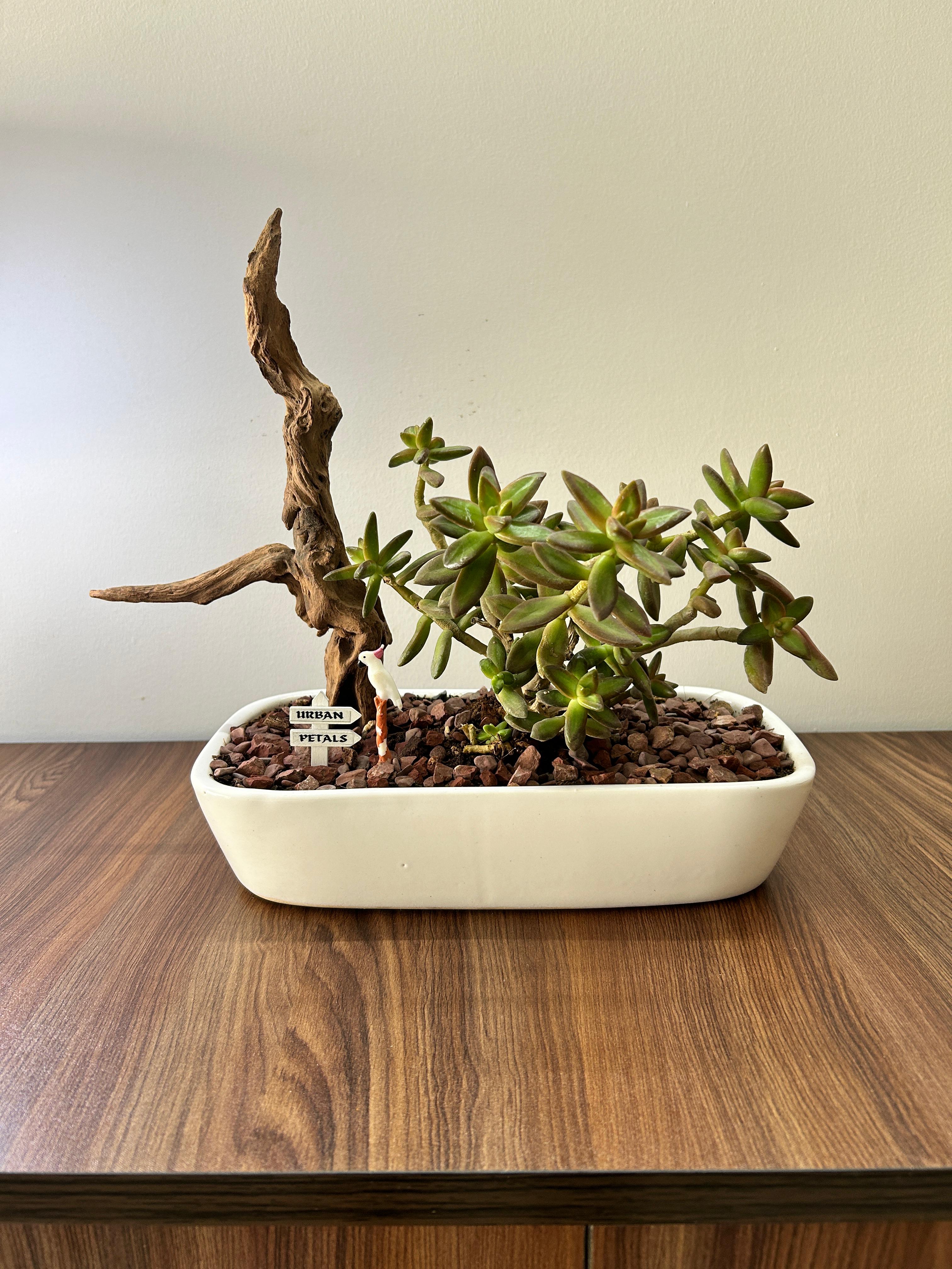 Whispers of Drylands