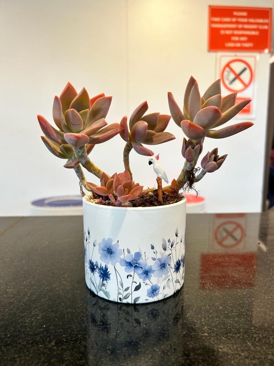 Lavender Blush