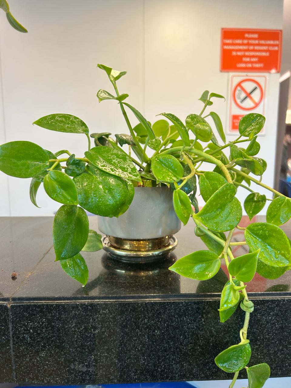Cascaded Pepperomia