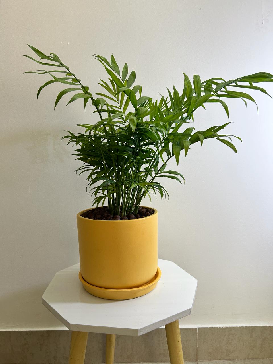 Golden Parlour Palm
