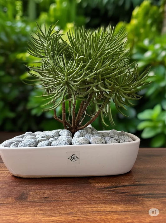 Green Chalkstick Planter