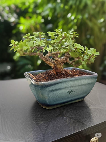 Mr. Jade