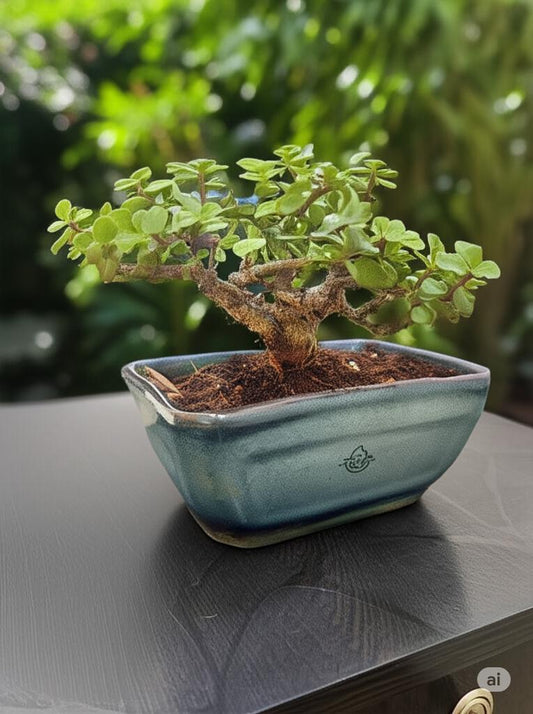 Mr. Jade